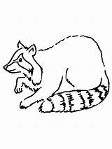 Raccoon Coloring Pages Printable Kids Drawing Simple Clipart Cliparts Book Getdrawings Bestcoloringpagesforkids Library sketch template