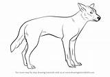 Dingo Drawingtutorials101 sketch template