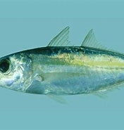 Afbeeldingsresultaten voor "selar Crumenophthalmus". Grootte: 176 x 185. Bron: fishesofaustralia.net.au