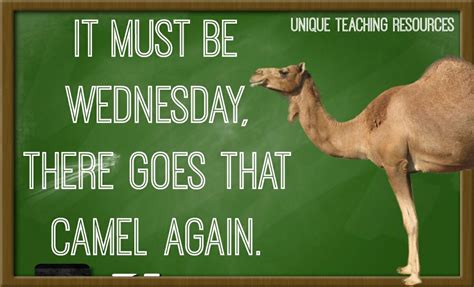 Happy Hump Day 🐪 Work Quotes Funny Unique Teaching