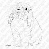 Lop Rabbit Coloring Ear Bunny Eared Printable Pages Designs Template Sketch sketch template