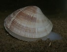 Afbeeldingsresultaten voor Gewone Venusschelp Geslacht. Grootte: 137 x 106. Bron: www.strandwerkgemeenschap.nl