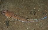 Afbeeldingsresultaten voor "callionymus Maculatus". Grootte: 163 x 104. Bron: www.britishmarinelifepictures.co.uk