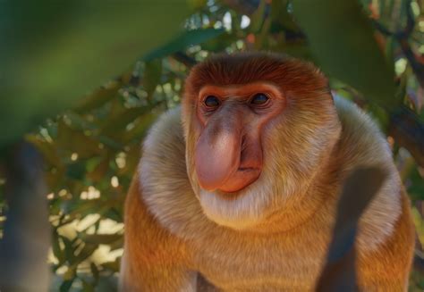 macaco narigudo planet zoo