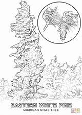 Coloring Tree State Michigan Pages Maine Pine Drawing Trees Pecan African Roots Printable Color Acacia Getdrawings Getcolorings Colorings Dot Perfect sketch template