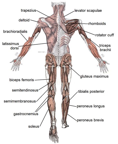 human body muscles labeled biological science picture directory