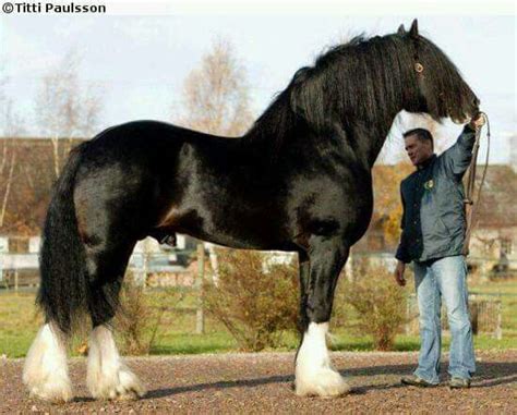 huge im guessing  shire horse breeds clydesdale horses horses