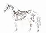 Skeleton Horse Deviantart sketch template