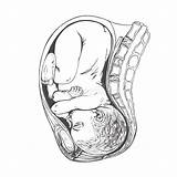 Uterus Tekening Anatomische Anatomical sketch template