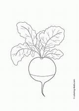 Radish Coloring Kids Printable Vegetables sketch template