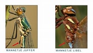 Afbeeldingsresultaten voor kamster (soort) Anatomie. Grootte: 185 x 106. Bron: www.vlinderstichting.nl