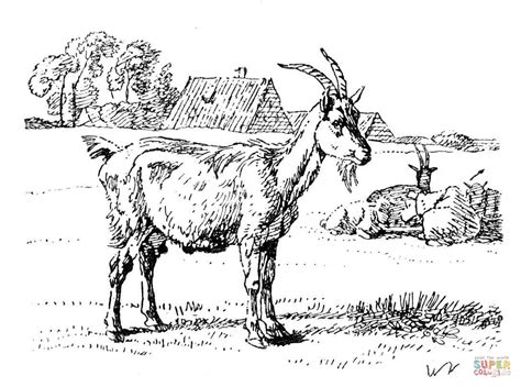 domestic goat coloring pages  coloring pages coloring home