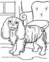 Cocker Englischer Spaniel Ausmalbilder Hunde sketch template