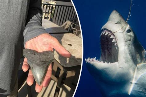 Gigantic Tooth From Largest Shark In History Exposed By Hurricane