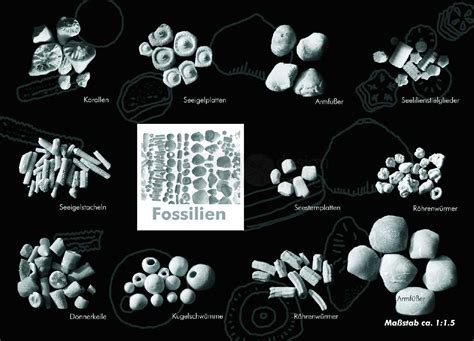 postkarte fossilien