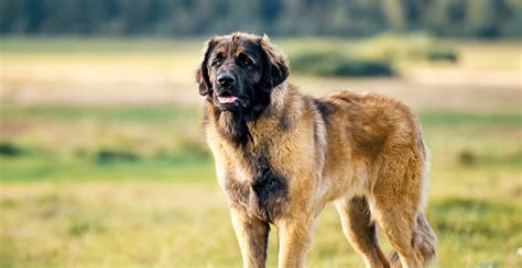 leonberger dog breed information breed advisor