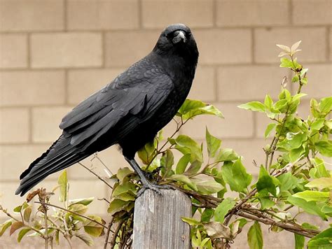 crow   ancient societies    messenger  ceremonial