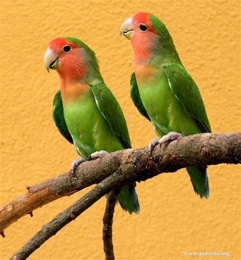 Parrot Encyclopedia Peach Faced Lovebird World Parrot