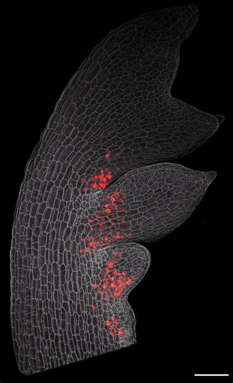 self restrained genes enable evolutionary novelty max planck