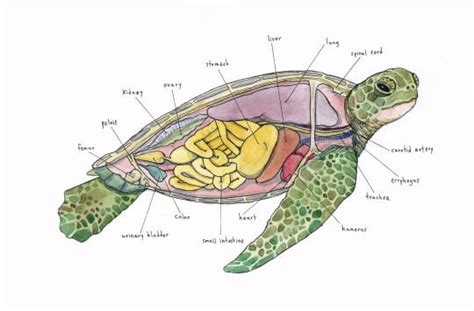 pin  catherine  animal science digestive system diagram turtle