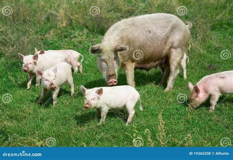 family  pigs royalty  stock  image