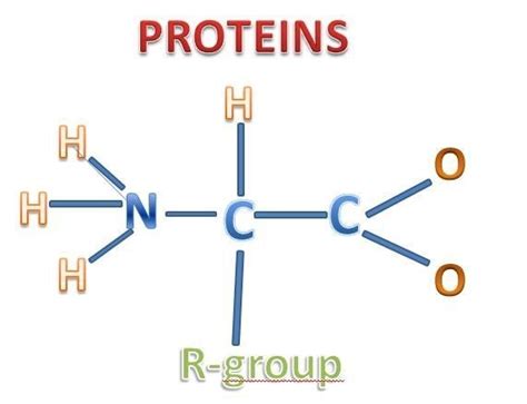 protein principle  biochemistry