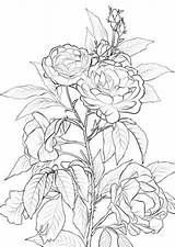 Bush Rosas Rosen Kostenlos Dibujos Malvorlage Dibujosparacolorear Malvorlagen Ausmalen Ausmalbild Silvestres Supercoloring Ausdrucken Duchesse Brabant Pfingstrosen Loudlyeccentric Hermosas Erwachsene Coloriages sketch template