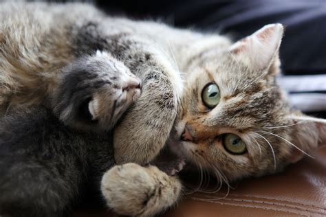 cat pregnancy stages fetal development  birth
