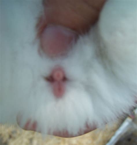 how to tell if your rabbit is male or female alqurumresort