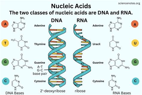 nucleic acid definition  examples
