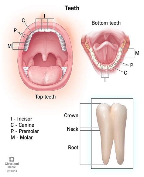 types  teeth   functions incisors canines