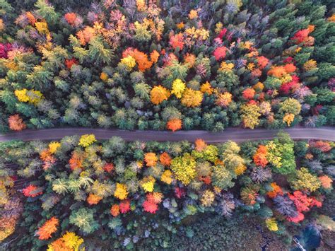 autumn path  forest drone view hd nature  wallpapers images backgrounds   pictures