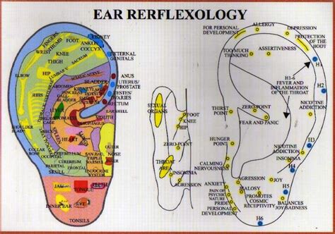 Ear Reflexology A4 Chart Acumedic Shop