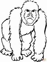 Coloring Gorilla Pages Printable Drawing Crafts sketch template