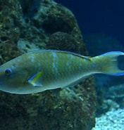 Afbeeldingsresultaten voor Blauwbandpapegaaivis. Grootte: 176 x 185. Bron: www.flickr.com