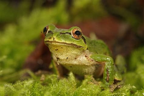 pacific chorus frog splash
