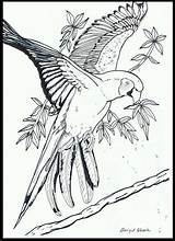 Papegaai Kleurplaten Vogels Volwassenen Kleurplaat Tekenen Papagaai Aves Downloaden Uitprinten sketch template
