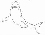Shark Coloring Pages Print Kids sketch template