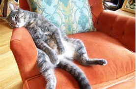 Image result for cats sleeping in chair