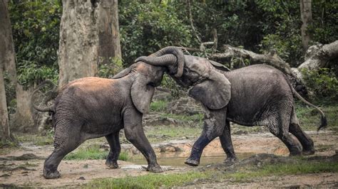 elephants  africa    step  extinction   york times