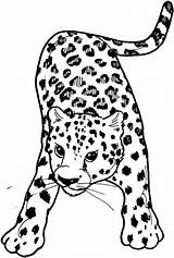 Leopard Leopardo Colorear Jachtluipaard Kleurplaat Leopardos Supercoloring Amur Kleurplaten Frente Ausmalbild Categorieën Disegno Leapard sketch template