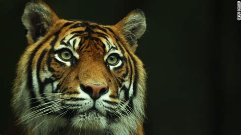 sumatran tiger fetuses found in jar as five arrested for poaching