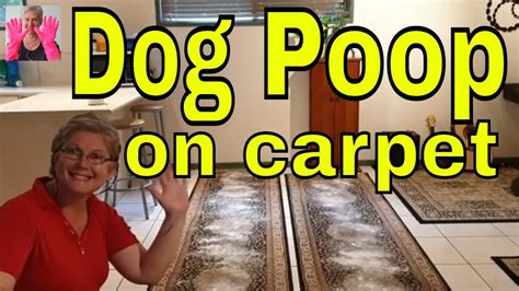 clean  dog poop  mats  carpet  baking soda    dry