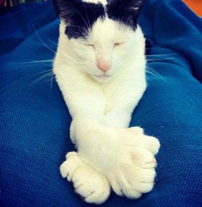 study  de feet polydactyl cat paws     katniss cat reporter hemingway cats