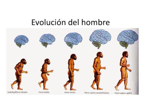 Evolucion Del Hombre Hombre Primitivo Evolucion Descubrimientos Y