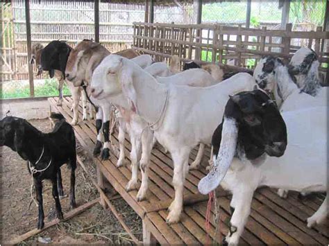 bekas pengurus akaun ternak kambing secara komersial agro malaysia