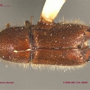 Afbeeldingsresultaten voor Diplochaetetes mexicanus. Grootte: 184 x 185. Bron: www.zoology.ubc.ca