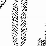 Caulerpa Taxifolia Ifas Alga sketch template