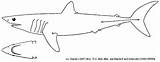 Shark Mako Coloring Shortfin Designlooter Makos Confines Shown sketch template