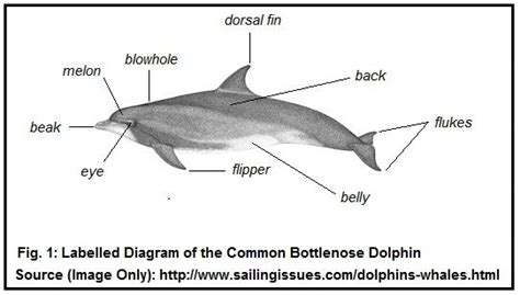 dolphin diagram google search marine life pinterest search  dolphins